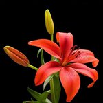 Lily G