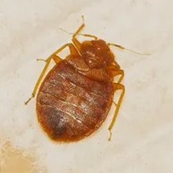West Palm Beach Bed Bug Exterminators, West Palm Beach, United States