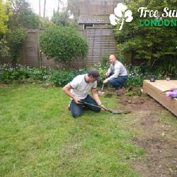 Tree Surgery Leaders - Gardeners Hampton, London