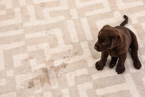 <p>Reasons Why Pet Urine Stains Are So Difficult To Remove From Carpets</p>