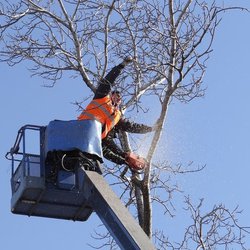 Wheaton Tree Removal, Wheaton, Il