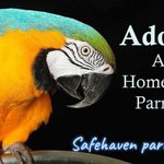 Safehaven Parrot Refuge, Tewkesbury, United Kingdom